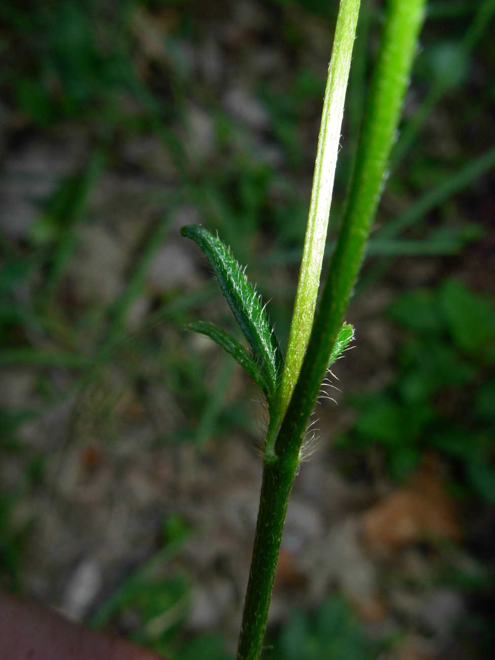 Ranunculus serpens subsp. nemorosus / Ranuncolo dei boschi